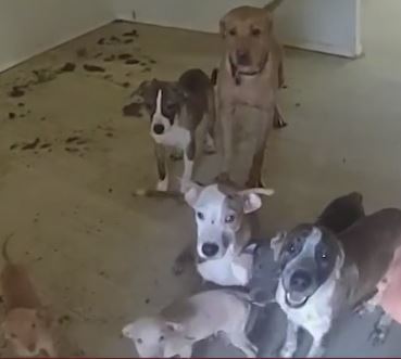 30 malnourished dogs found inside home in The Village