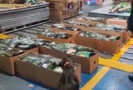Ecuador decomisó cargamento de cocaína valorado en un millón de dólares (VIDEO)
