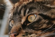 World's largest cat show coming to Cleveland