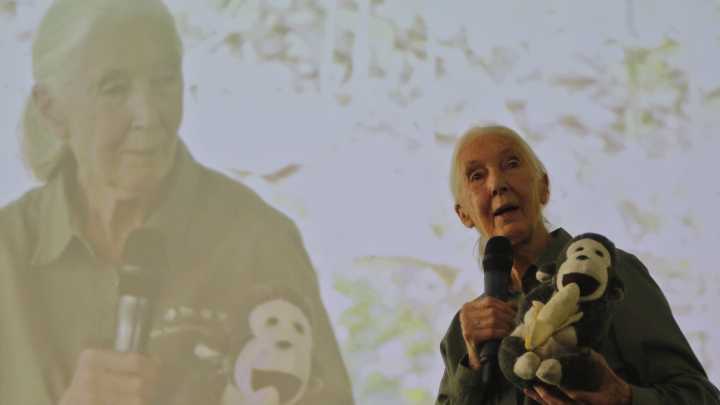 Revelan una de las últimas entrevistas de Jane Goodall, pionera en el estudio de los chimpancés, que pidió publicar después de su muerte
