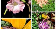 Sandy Parrill: Don't believe internet-generated predictions about nature