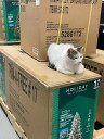 Francine, a cat that lives at Lowe's, has been missing for over a week