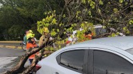 ¡Pilas! Árbol caído genera dificultades en la movilidad en la calle 30 con carrera 66B