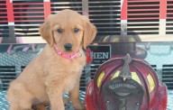 Nueva heroína de cuatro patas se une a los Bomberos de Greensboro