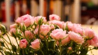 La planta con flores pequeñas que simboliza amor, delicadeza y belleza eterna: dónde cultivarla