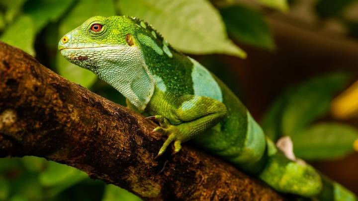 10 Colorful Lizards to Delight Reptile Lovers