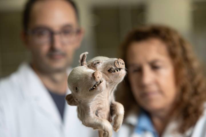 La mayor colección de malformaciones de España teme su cierre