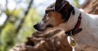 Dog owners should make sure pet's collar has two things or risk hefty fine