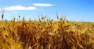 Cover crops offer log-term benefits for Kentucky farmers