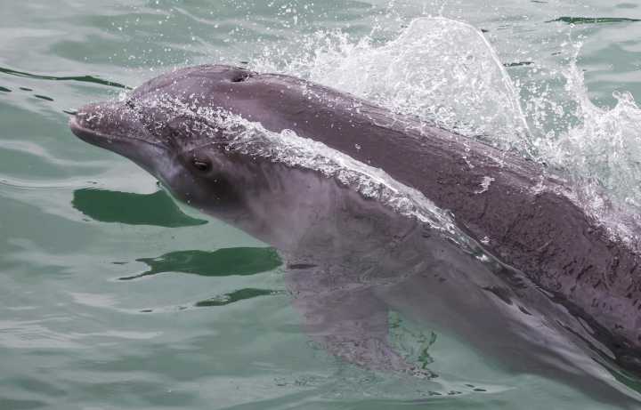 Detectan daños cerebrales similares al alzhéimer en delfines de Florida
