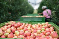 Deja el arte para dedicarse a la granja de su familia y hoy lidera uno de los destinos más populares de otoño: “nos visitan más de 100 mil personas al año”