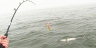 Virginia, Maryland spawning surveys spell trouble for prized Atlantic coast gamefish species