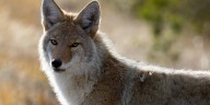 West Haven Police issue warning after coyote chases people near high school