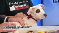Pet of the Week: Stephan