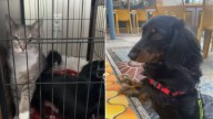 Texas Woman Returns Home To A Shocking Surprise In Her Dog’s Crate