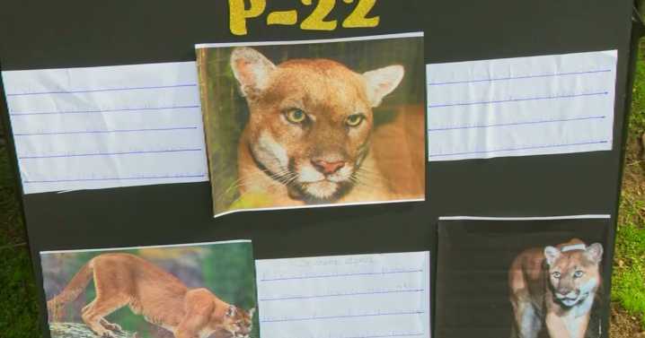 P-22 Day Festival celebrates beloved mountain lion and efforts to protect LA wildlife