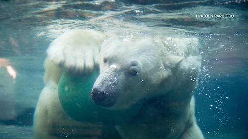 Lincoln Park Zoo parts ways with beloved polar bear Siku; he will be transfered to Henry Vilas Zoo in Madison, Wisconsin