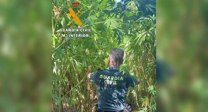 Localizan una plantación de marihuana con plantas de grandes dimensiones en Extremadura