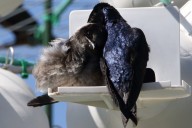 Effort afoot to boost numbers of purple martins in WMass