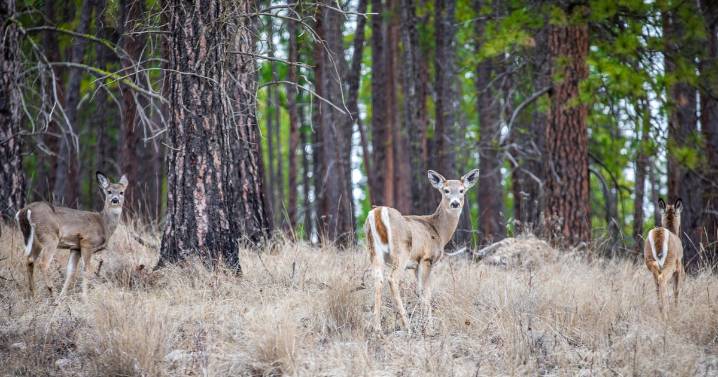 Pa. Game Commission warns drivers to look out for 'increasingly active' deer