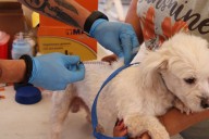 Brindará Municipio servicios gratuitos para mascotas en el Wellness Fest 2025