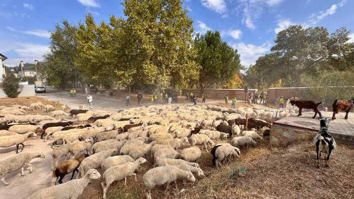 Las mil ovejas y cabras de la Transhumancia llegan a Madrid y pasearán el domingo por el centro