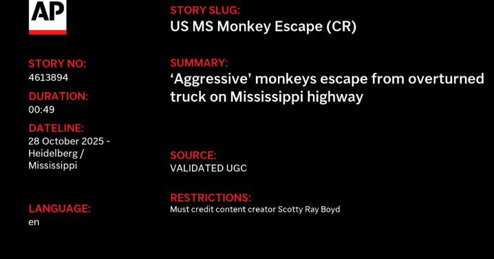 3 monkeys still on the loose after truck overturns on Mississippi highway