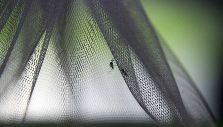 Islandia detecta por primera vez mosquitos en su territorio