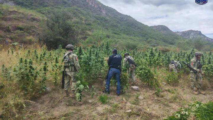Destruyen AEI y Sedena tres plantíos de marihuana en el municipio de Ocampo