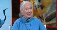Jane Goodall, famed primatologist, anthropologist and conservationist, dead at 91