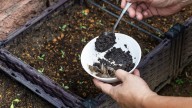 Common Yard Pests That Aren't Bothered By Coffee Grounds
