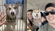 California Dog Adopted From Shelter Begins Acting Oddly, Then Her New Family Discovers Why