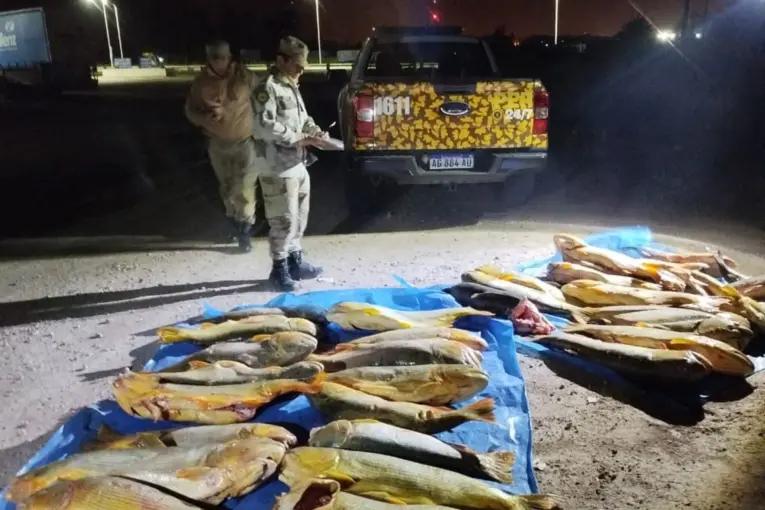 Decomisaron más de 400 kilos de dorados y surubíes en un operativo de control