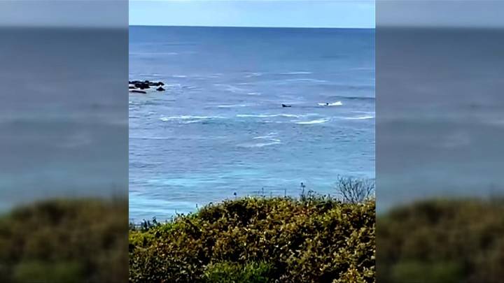 7NEWS live updates: Shark attack at surf spot on Kangaroo Island