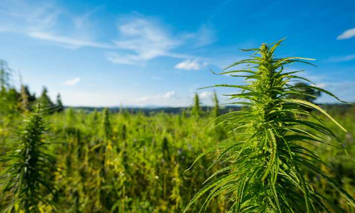 Kentucky Grow Harvests First Pot Crop, Gov. Says A Whole Lot More Coming
