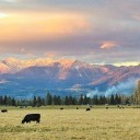 Viewpoint: Trump's Wack-amole approach to trade worries ag