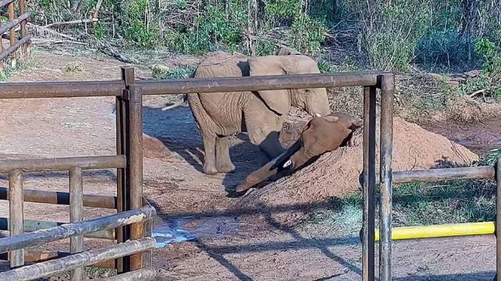 “Durmieron abrazadas hasta el final”: la increíble historia de amistad entre las elefantas Pupy y Kenya