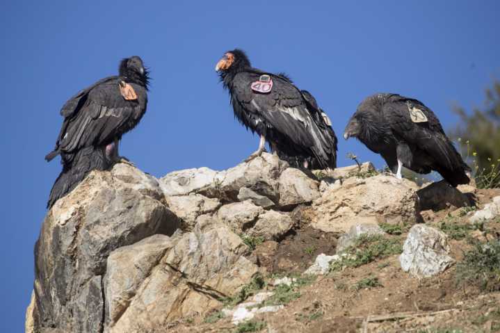 California condors on the rebound in Bay Area