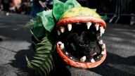 Parade of pups brings Halloween magic to NYC