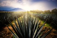 Tequila será sede del décimo aniversario de los “100 Imperdibles de México”