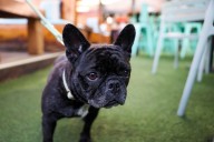 Letters: I'm a restaurant owner. Canines don't belong among diners.