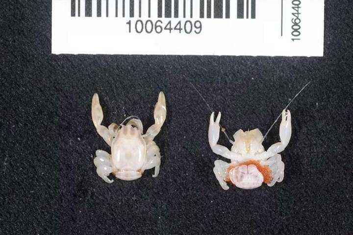 Scientists Discover New Species of Crab and Shark In the Same Marine Park
