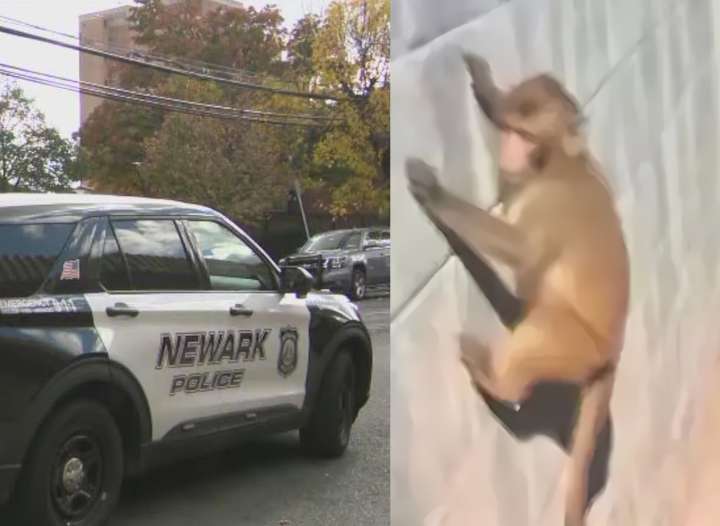 Policías persiguieron monos creados por inteligencia artificial