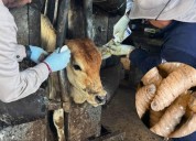Destaca Senasica medidas contra gusano barrenador