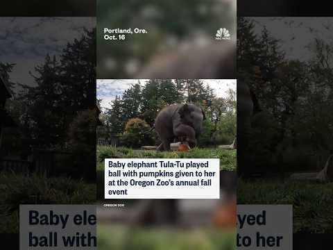 Baby elephant plays with pumpkins at the Oregon Zoo's annual fall event