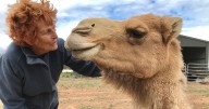 Flinders Ranges camel trek: an 82-year
