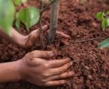 Tree giveaway gives priority to 12 ZIP codes in Las Vegas valley