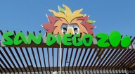 Gorilla breaks glass panel at San Diego Zoo habitat