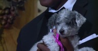 Richmond SPCA to host its 27th annual Fur Ball event this weekend
