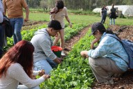 Agilizan trámite para visas H-2A de trabajo agrícola temporal